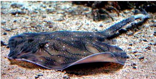 Raja undulata06